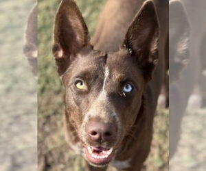 Australian Kelpie-Unknown Mix Dogs for adoption in Canton, CT, USA