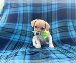 Small #2 Jack Russell Terrier