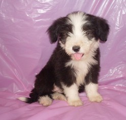 Bearded Collie Puppy for sale in AVA, MO, USA