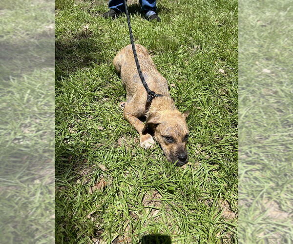 Medium Photo #4 American Pit Bull Terrier-Unknown Mix Puppy For Sale in FRAMINGHAM, MA, USA