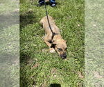 Small #3 American Pit Bull Terrier Mix
