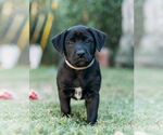 Small Labrador Retriever Mix