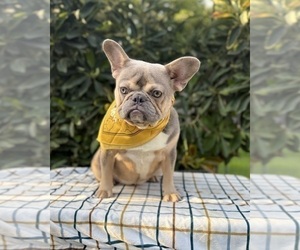French Bulldog Puppy for sale in OJAI, CA, USA