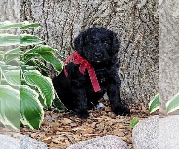 Medium Photo #4 Bernedoodle Puppy For Sale in OMAHA, NE, USA