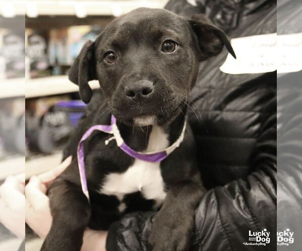 Medium Photo #6 Retriever -Unknown Mix Puppy For Sale in Washington, DC, USA