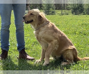 Mother of the Golden Retriever puppies born on 05/01/2025
