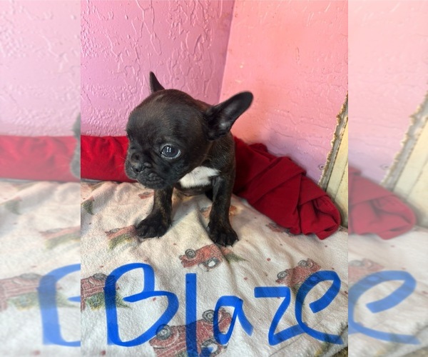 Medium Photo #7 Faux Frenchbo Bulldog Puppy For Sale in LEBANON, MO, USA