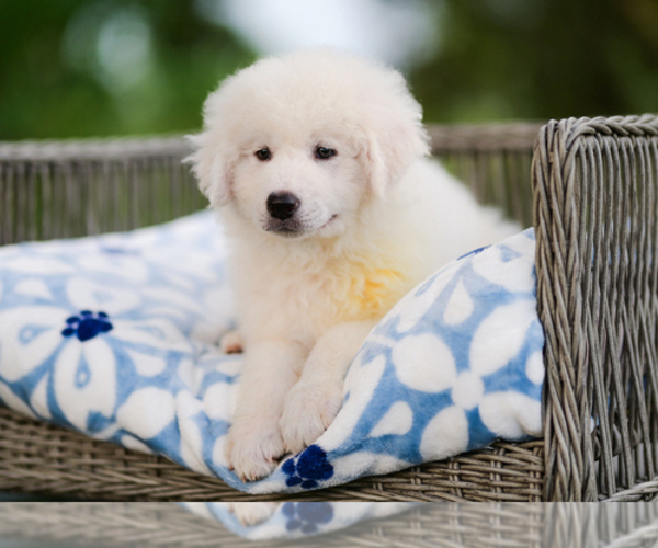 Medium Photo #1 Maremma Sheepdog Puppy For Sale in CONWAY, MO, USA