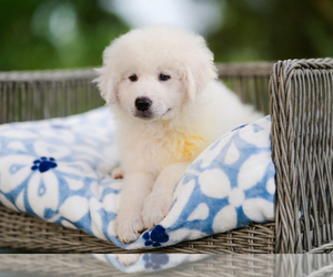 Medium Maremma Sheepdog