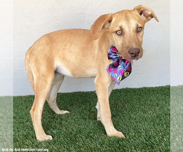 Medium Photo #5 Unknown-Weimaraner Mix Puppy For Sale in San Diego, CA, USA