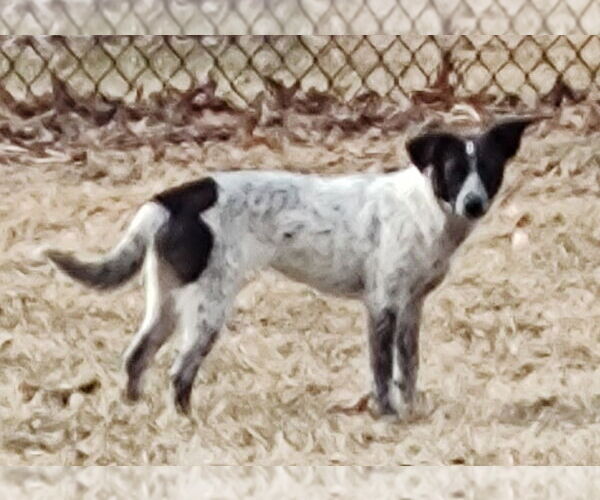 Medium Photo #10 Mutt Puppy For Sale in Westmont, IL, USA