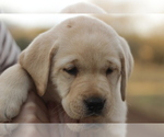 Small Photo #12 Labrador Retriever Puppy For Sale in ROCKWOOD, TN, USA