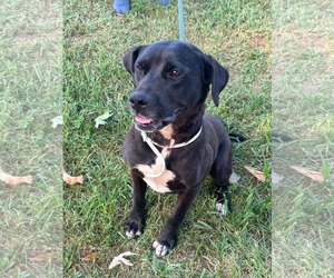 Labrador Retriever-Unknown Mix Dogs for adoption in Rustburg, VA, USA