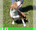 Small Photo #5 American Staffordshire Terrier-Unknown Mix Puppy For Sale in Pensacola, FL, USA