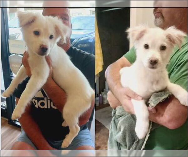 Medium Photo #15 Great Pyrenees-Red Heeler Mix Puppy For Sale in Houston, TX, USA