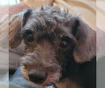 Small Photo #2 Poodle (Miniature)-Unknown Mix Puppy For Sale in Mundelein, IL, USA