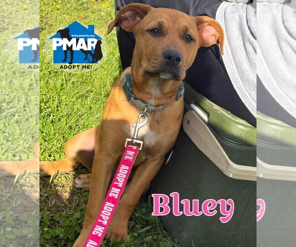 Medium Photo #3 American Pit Bull Terrier-Unknown Mix Puppy For Sale in Binghamton, NY, USA