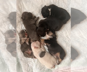 French Bulldog Puppy for sale in CANNON FALLS, MN, USA