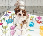 Small #3 Cavapoo (Miniature)-Poodle (Toy) Mix