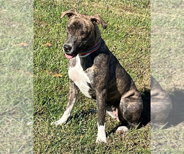 Medium Photo #1 American Staffordshire Terrier-Great Dane Mix Puppy For Sale in Foristell, MO, USA