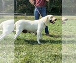Small Photo #1 Labrador Retriever Puppy For Sale in NEOLA, WV, USA