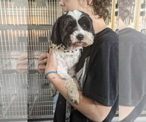 Shih Tzu Dogs for adoption in New Orleans, LA, USA