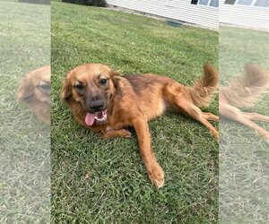 Australian Shepherd-Unknown Mix Dogs for adoption in COLUMBIA, MD, USA