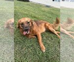 Small Australian Shepherd Mix