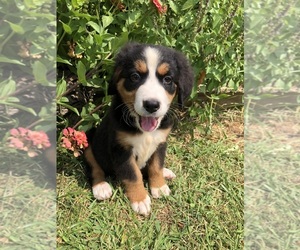 Bernese Mountain Dog Puppy for sale in AUGUSTA, WV, USA