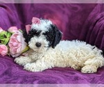 Small Photo #4 Bichpoo-Poodle (Miniature) Mix Puppy For Sale in LINCOLN UNIV, PA, USA