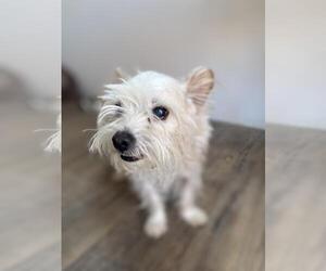 Cairn Terrier-Unknown Mix Dogs for adoption in Incline Village, NV, USA