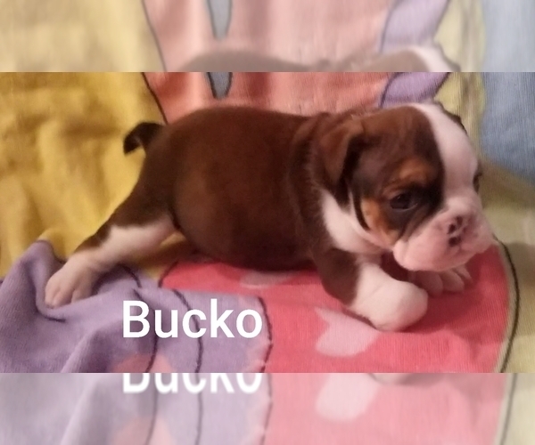 Medium Photo #8 English Bulldog Puppy For Sale in COLUMBUS, OH, USA