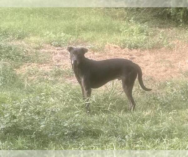 Medium Photo #2 American Staffordshire Terrier-Unknown Mix Puppy For Sale in San Antonio, TX, USA