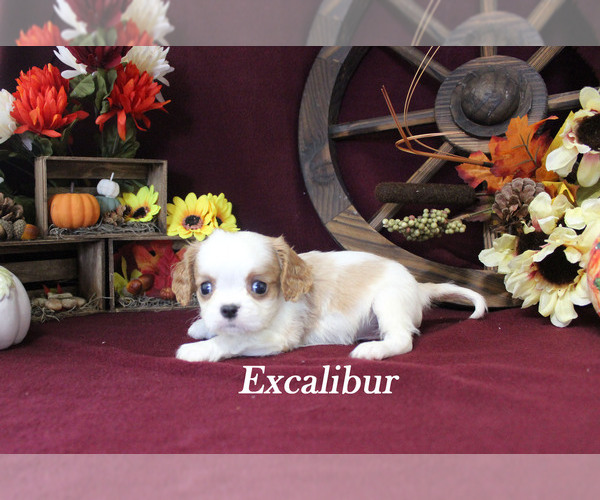 Medium Photo #1 Cavalier King Charles Spaniel Puppy For Sale in CHANUTE, KS, USA