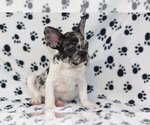 Small Photo #4 French Bulldog Puppy For Sale in PRINCETON, CA, USA
