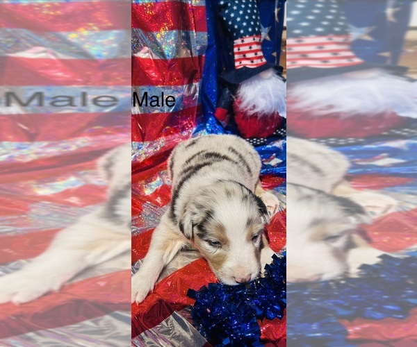 Medium Photo #2 Australian Shepherd Puppy For Sale in COTOPAXI, CO, USA