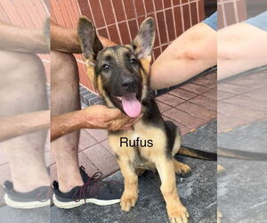 German Shepherd Dog Dogs for adoption in Bolivar, MO, USA