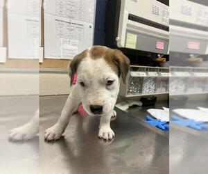 Mutt Dogs for adoption in Conroe, TX, USA