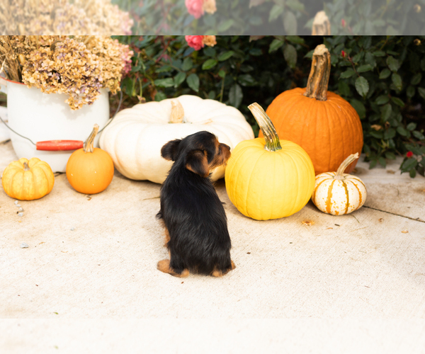 Medium Photo #6 Yorkshire Terrier Puppy For Sale in NAPPANEE, IN, USA