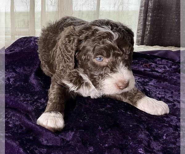 Full screen Photo #6 Miniature Australian Shepherd-Miniature Bernedoodle Mix Puppy For Sale in BLUE SPRINGS, MO, USA