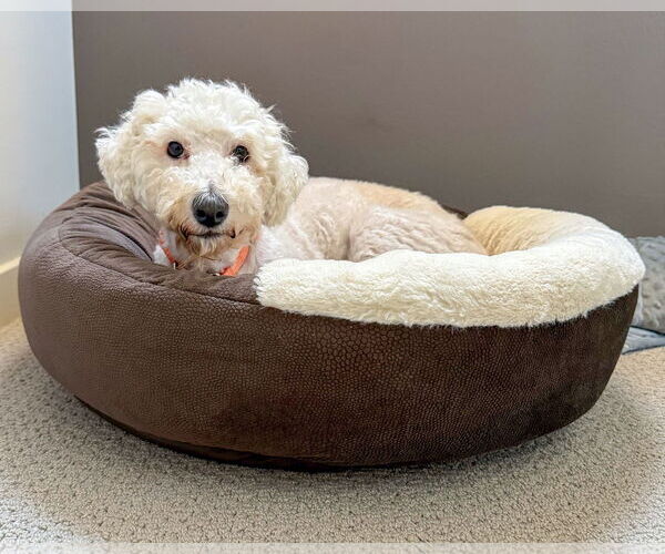 Medium Photo #4 Maltese-Unknown Mix Puppy For Sale in Corona, CA, USA