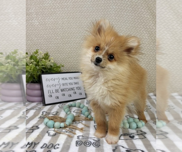 Medium Photo #6 Pomeranian Puppy For Sale in INDIANAPOLIS, IN, USA