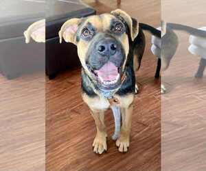 German Shepherd Dog-Unknown Mix Dogs for adoption in Minneapolis, MN, USA