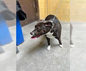 Beagle Dogs for adoption in Stockton, CA, USA