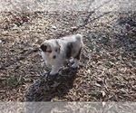 Small Photo #1 Australian Shepherd Puppy For Sale in MERIDIANVILLE, AL, USA