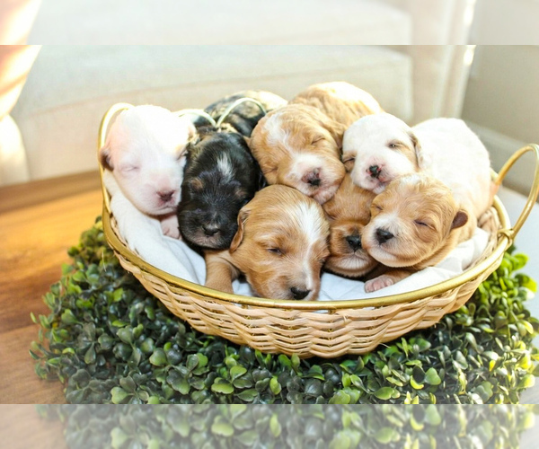 Medium Photo #2 Poodle (Miniature)-Sheepadoodle Mix Puppy For Sale in FAYETTEVILLE, NC, USA