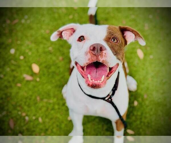 Medium Photo #2 Mutt Puppy For Sale in Orlando, FL, USA