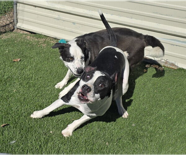 Medium Photo #4 American Bulldog-Unknown Mix Puppy For Sale in Lakewood, CO, USA