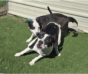 Soda Pop - Male American Bulldog-Unknown Mix Dog for Adoption - Photo #4