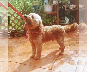 Goldendoodle (Miniature) Puppy for sale in FORT LAUDERDALE, FL, USA